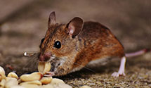 24 Hour & Emergency Exterminators in Union City, TN
